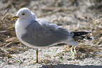 seagull