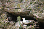 gulls