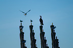 gulls and cormorant