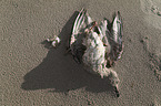 dead gull
