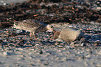 gull eats dead common seal