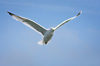 flying Gull