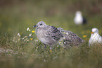 young Gulls