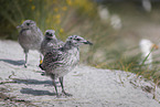 young Gulls