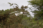 gulls