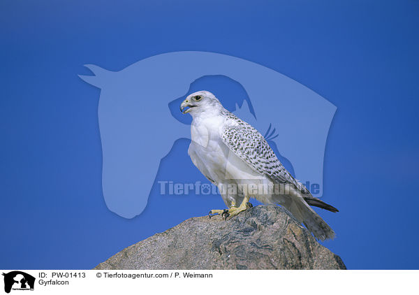 Gerfalke / Gyrfalcon / PW-01413