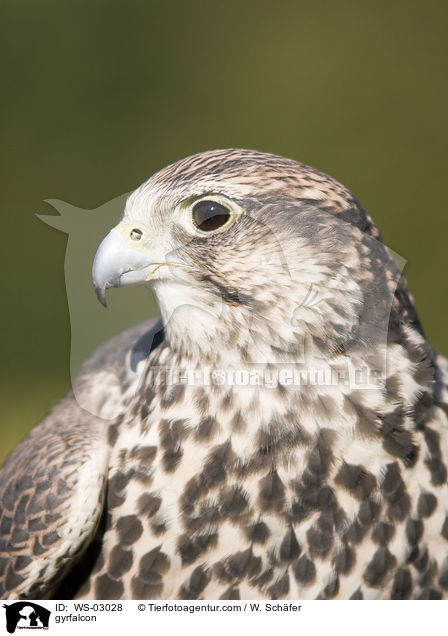 gyrfalcon / WS-03028