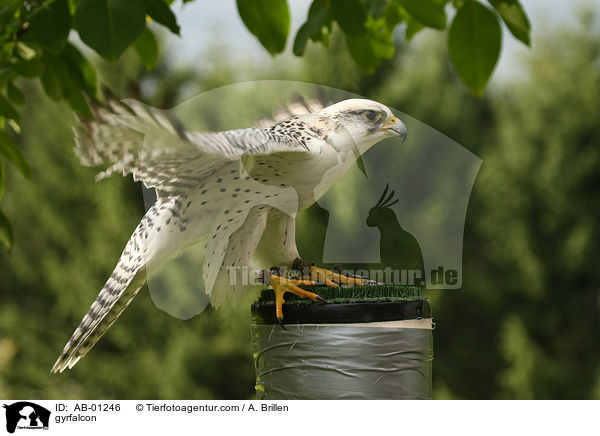 Gerfalke / gyrfalcon / AB-01246