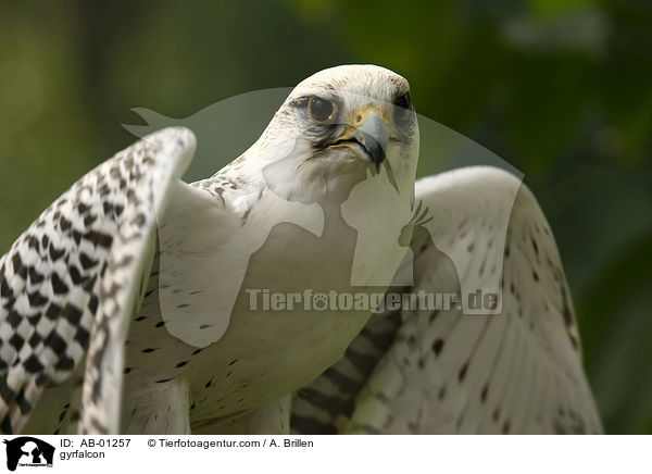 Gerfalke / gyrfalcon / AB-01257