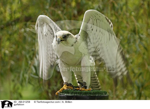 Gerfalke / gyrfalcon / AB-01258