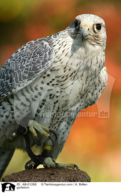 Gerfalke / gyrfalcon / AB-01268