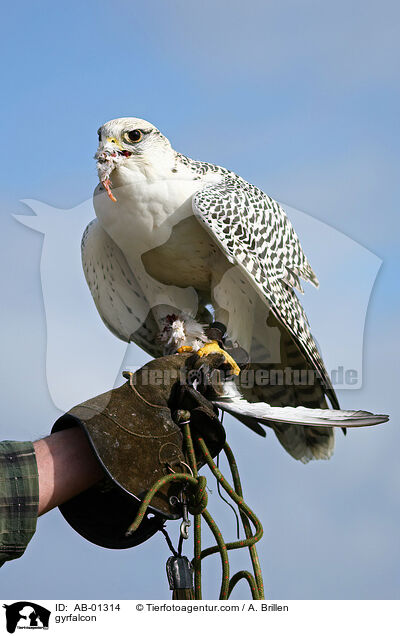 gyrfalcon / AB-01314