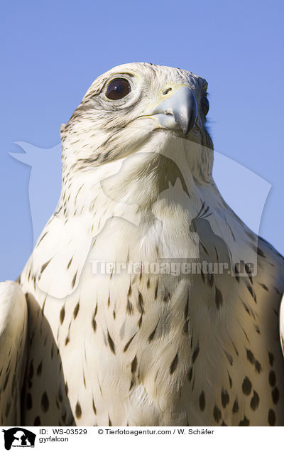 gyrfalcon / WS-03529