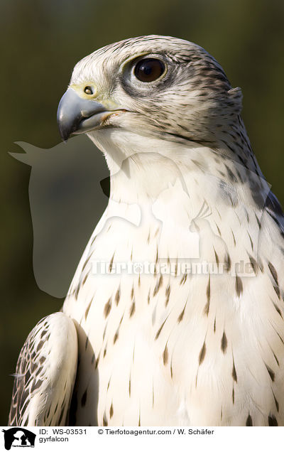 gyrfalcon / WS-03531