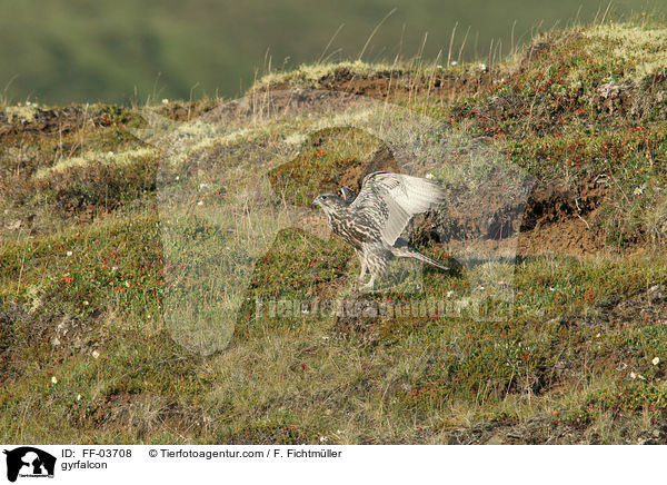 Gerfalke / gyrfalcon / FF-03708