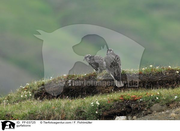 gyrfalcons / FF-03725