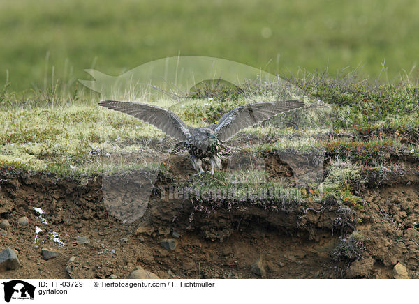 Gerfalke / gyrfalcon / FF-03729