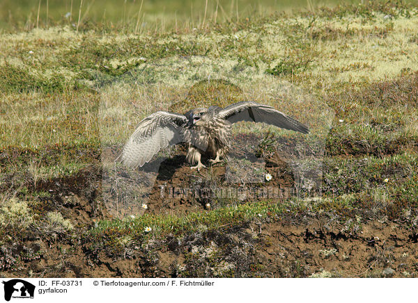 Gerfalke / gyrfalcon / FF-03731
