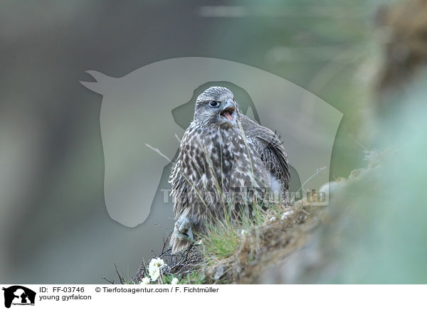 junger Gerfalke / young gyrfalcon / FF-03746