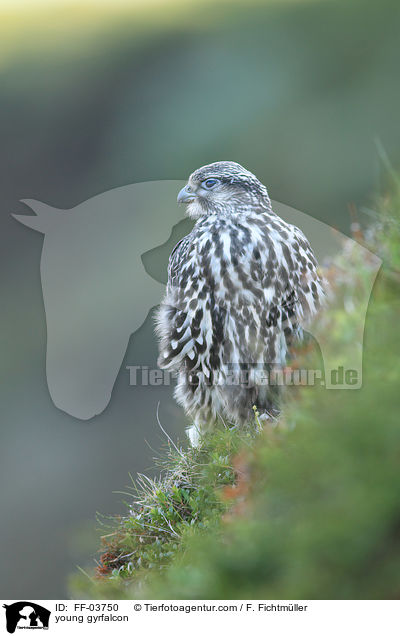 junger Gerfalke / young gyrfalcon / FF-03750