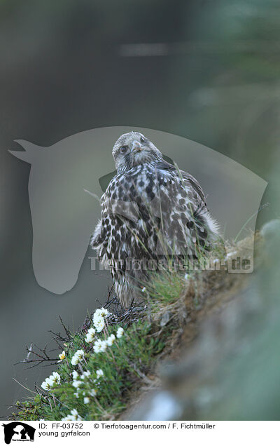 junger Gerfalke / young gyrfalcon / FF-03752