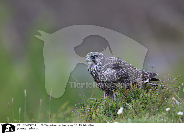 young gyrfalcon / FF-03754