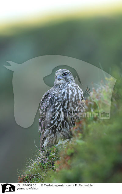 young gyrfalcon / FF-03755