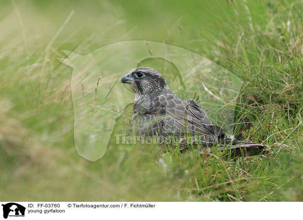 junger Gerfalke / young gyrfalcon / FF-03760