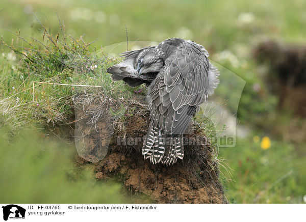 junger Gerfalke / young gyrfalcon / FF-03765