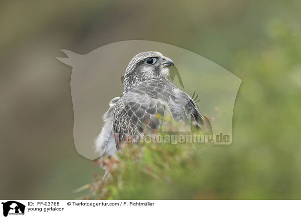 young gyrfalcon / FF-03768