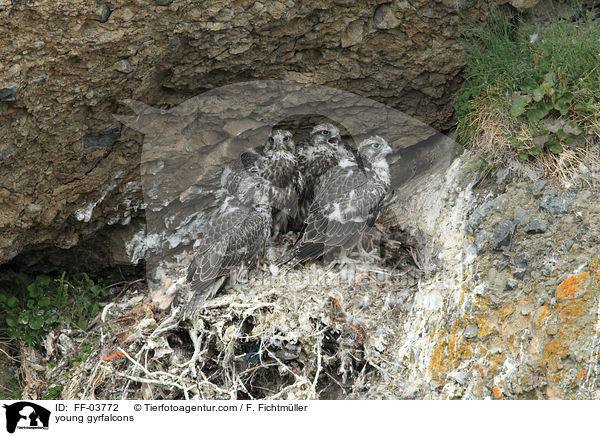 junge Gerfalken / young gyrfalcons / FF-03772
