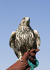 gyrfalcon