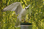 gyrfalcon