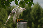 gyrfalcon