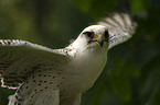 gyrfalcon