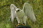 gyrfalcon