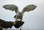 gyrfalcon