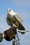 gyrfalcon