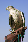 gyrfalcon