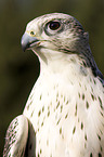 gyrfalcon