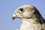 gyrfalcon