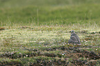 gyrfalcon