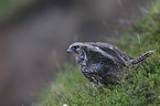 young gyrfalcon