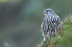 young gyrfalcon