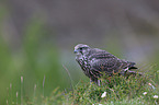 young gyrfalcon