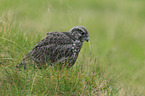 young gyrfalcon