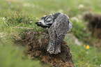 young gyrfalcon