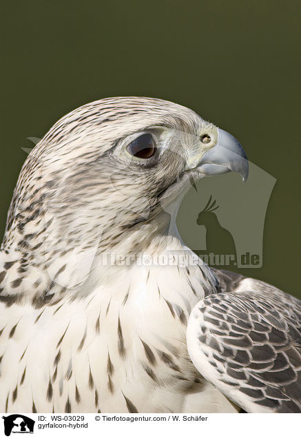 gyrfalcon-hybrid / WS-03029