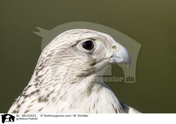Gerfalke-Hybrid / gyrfalcon-hybrid / WS-03033