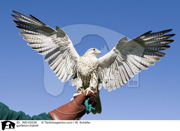 Gerfalke-Hybrid / gyrfalcon-hybrid / WS-03036